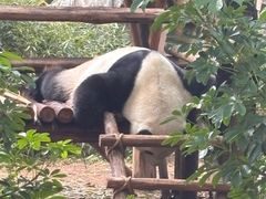 -灵玲国际马戏城
