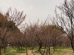 -无锡梅园公园