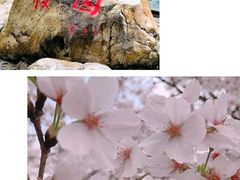 -武汉大学-樱园
