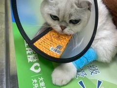 -瑞鹏宠物医院·宠保定点·心脏科·内科(御桥分院)