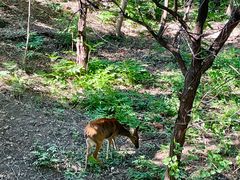 -北京麋鹿生态实验中心
