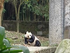 -都江堰中华大熊猫苑