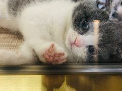 -飞行喵MR PILOT|猫舍·猫咖(静安大融城店)