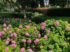 -常州古运河南大街文化旅游区-人民公园