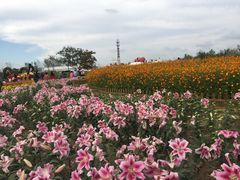 -荷兰花海