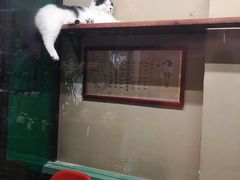 -猫咪博物馆(顶澳仔猫街店)
