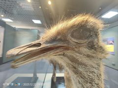 -国家自然博物馆