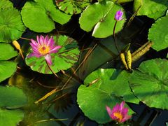 -国家植物园南园