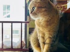 -壹六猫窝(谷德店)