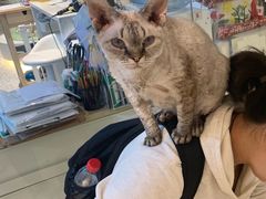 -momokira米努特·德文卷毛猫·棉花面纱犬