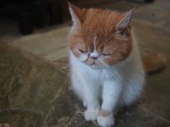 -猫咪博物馆(顶澳仔猫街店)