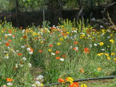 -名花谷生态庄园