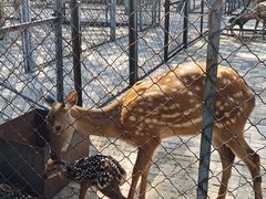 -长白岛森林公园