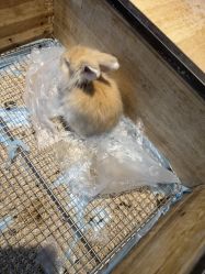 点击看大图 -神奇动物撸宠馆·羊驼·小浣熊·异宠(豫园店)