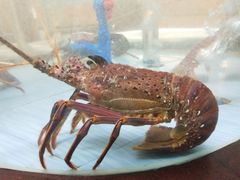 -金龙渔港(双楠店)