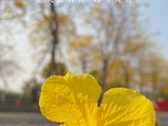-洲头咀公园