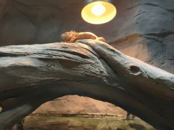 -Zoolung Zoolung动物主题公园(海信广场店)