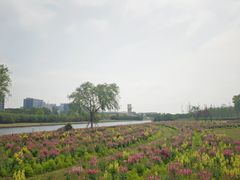 -春花秋色城市公园