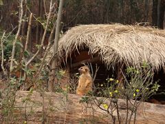 -云南野生动物园