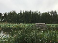 -白洋淀景区