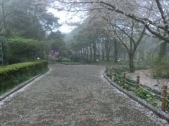 -汉拿树木园