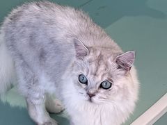 -怪兽屋·羊驼·猫咖·狗咖(俊华广场店)