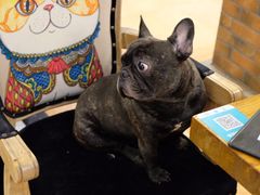 -more than meow吴止猫主题餐厅(承德 中船汇店)