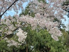 -武汉大学-樱园