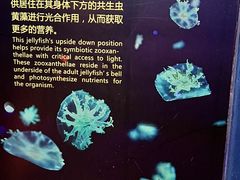-珠海长隆海洋王国