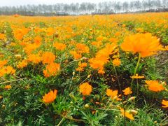 -漩门湾国家湿地公园