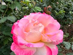 -人民公园(罗湖区)