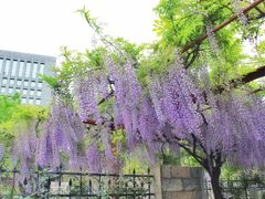 -嘉定紫藤园