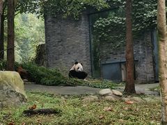 -都江堰中华大熊猫苑