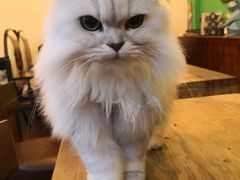 -李小姐の猫咖啡馆(五角场店)