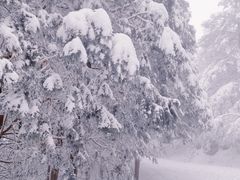 -四明山国家森林公园