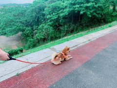 -龙坞茶村