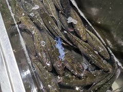 -黑鱼郭我家酸菜鱼(摩尔广场店)