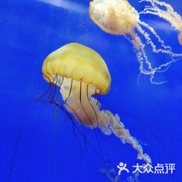 上海海洋水族館圖片-北京海洋館-大眾點評網