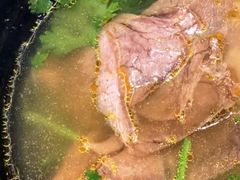 -小杨生煎(白玉兰广场店)