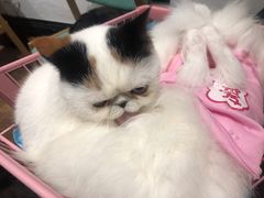 -猫色咖啡·猫咖