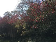 -南京市江宁方山