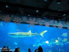 -烟台海昌鲸鲨海洋公园