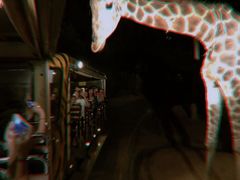 -清迈夜间动物园