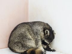 -浣熊柯尔鸭土拨鼠·电玩咖
