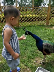 -萌宠亲子动物乐园(槐房万达店)