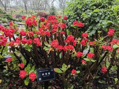-东莞植物园