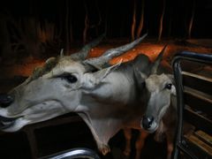iphone_upload_pic-清迈夜间动物园