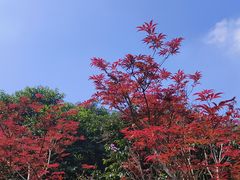 -广州市帽峰山景区