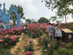 -大塘金香草谷