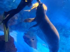 -烟台海昌鲸鲨海洋公园